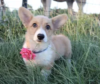 Clementine , a female Pembroke Welsh Corgi for sale in Mabank, TX – 1 of 1