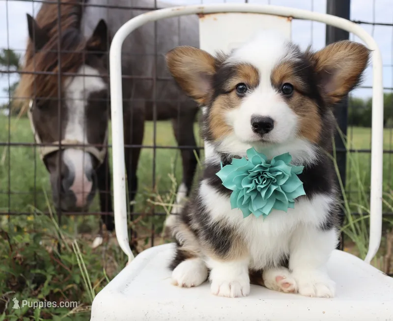 Turquoise Collar Female  – Pembroke Welsh Corgi puppy for sale in Mabank, TX