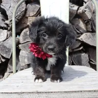 Maroon Collar Female , a female Pembroke Welsh Corgi and Poodle - Toy  for sale in Mabank, TX – Photo 3 of 7