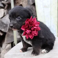 Maroon Collar Female , a female Pembroke Welsh Corgi and Poodle - Toy  for sale in Mabank, TX – Photo 6 of 7