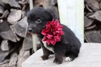 Maroon Collar - Tri Girl, a female Pembroke Welsh Corgi and Poodle - Toy  for sale in Mabank, TX – Photo 3 of 3