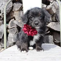 Maroon Collar Female , a female Pembroke Welsh Corgi and Poodle - Toy  for sale in Mabank, TX – Photo 2 of 7