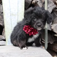 Maroon Collar Female , a female Pembroke Welsh Corgi and Poodle - Toy  for sale in Mabank, TX – Photo 4 of 7