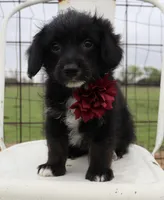 Maroon Collar Female , a female Pembroke Welsh Corgi and Poodle - Toy  for sale in Mabank, TX – Photo 1 of 7