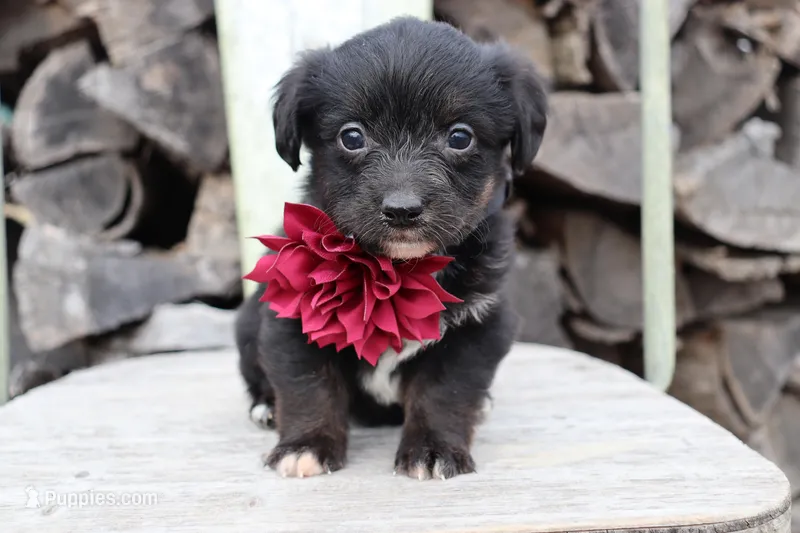 Maroon Collar - Tri Girl