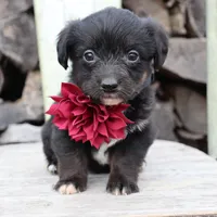 Maroon Collar Female , a female Pembroke Welsh Corgi and Poodle - Toy  for sale in Mabank, TX – Photo 5 of 7