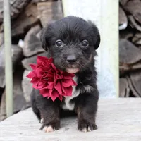 Maroon Collar Female , a female Pembroke Welsh Corgi and Poodle - Toy  for sale in Mabank, TX – Photo 7 of 7