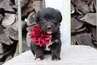 Maroon Collar - Tri Girl, a female Pembroke Welsh Corgi and Poodle - Toy  for sale in Mabank, TX – Photo 2 of 3