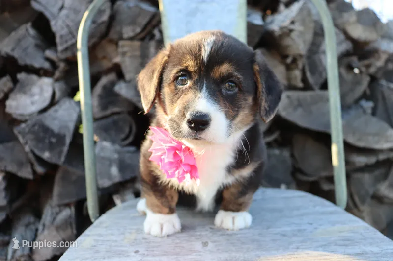 Pink collar Brindle Pointed Female – Pembroke Welsh Corgi puppy for sale in Mabank, TX