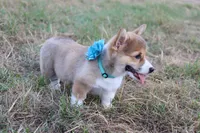 Peaches , a female Pembroke Welsh Corgi for sale in Mabank, TX – 9 of 9