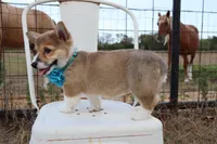 Peaches , a female Pembroke Welsh Corgi for sale in Mabank, TX – 4 of 9