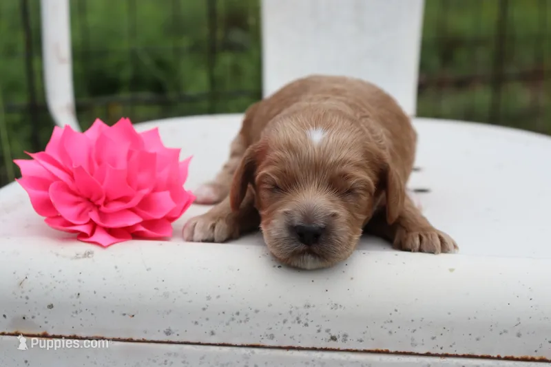 Pink Collar Female  – Cavapoo puppy for sale in Mabank, TX
