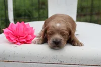 Pink Collar Female , a female Cavapoo for sale in Mabank, TX – 1 of 5