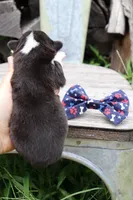 Blue Collar Male, a male Pembroke Welsh Corgi for sale in Mabank, TX – 6 of 6
