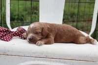 Maroon Collar Male, a male Cavapoo for sale in Mabank, TX – 3 of 3