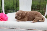 Pink Collar Female , a female Cavapoo for sale in Mabank, TX – 4 of 5