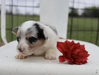 Red collar FLUFFY female , a female Pembroke Welsh Corgi for sale in Mabank, TX – Photo 1 of 2