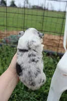 Red collar FLUFFY female , a female Pembroke Welsh Corgi for sale in Mabank, TX – Photo 2 of 2