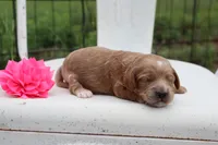 Pink Collar Female , a female Cavapoo for sale in Mabank, TX – 2 of 5