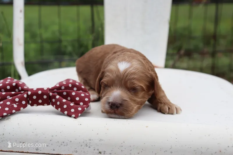 Maroon Collar Male – Cavapoo puppy for sale in Mabank, TX