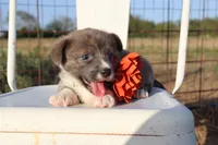 Orange Collar Female , a female Pembroke Welsh Corgi for sale in Mabank, TX – 2 of 3