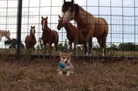 Peaches , a female Pembroke Welsh Corgi for sale in Mabank, TX – 8 of 9