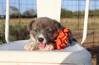 Orange Collar Female , a female Pembroke Welsh Corgi for sale in Mabank, TX – 1 of 3