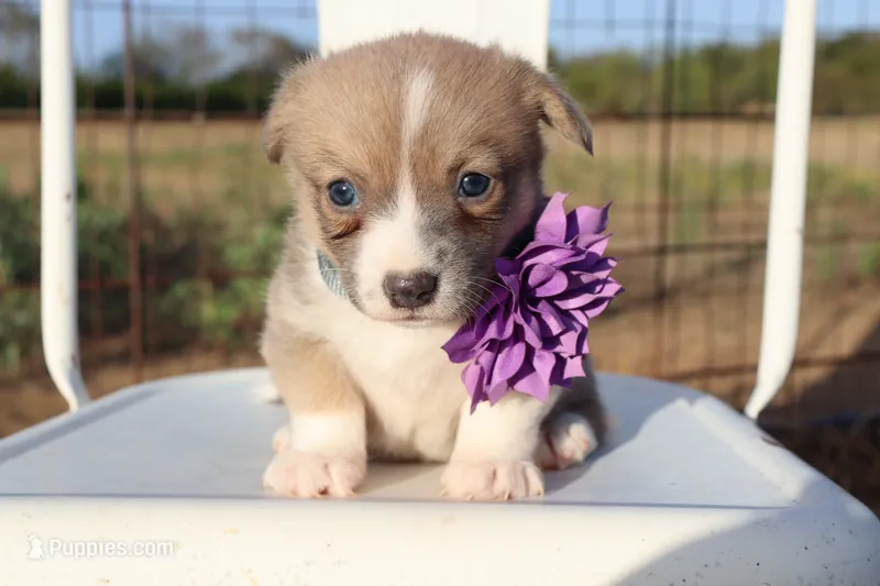 Purple Collar Female  – Pembroke Welsh Corgi puppy for sale in Mabank, TX