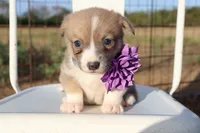 Purple Collar Female , a female Pembroke Welsh Corgi for sale in Mabank, TX – 1 of 3