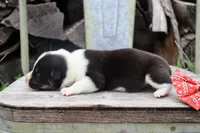 Red Collar Male , a male Pembroke Welsh Corgi for sale in Mabank, TX – 3 of 5
