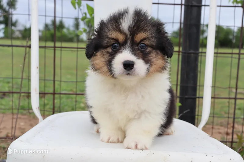 Purple collar FLUFFY female  – Pembroke Welsh Corgi puppy for sale in Mabank, TX