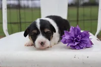 Purple collar FLUFFY female , a female Pembroke Welsh Corgi for sale in Mabank, TX – Photo 4 of 5