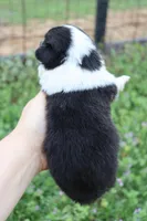 Purple collar FLUFFY female , a female Pembroke Welsh Corgi for sale in Mabank, TX – Photo 5 of 5