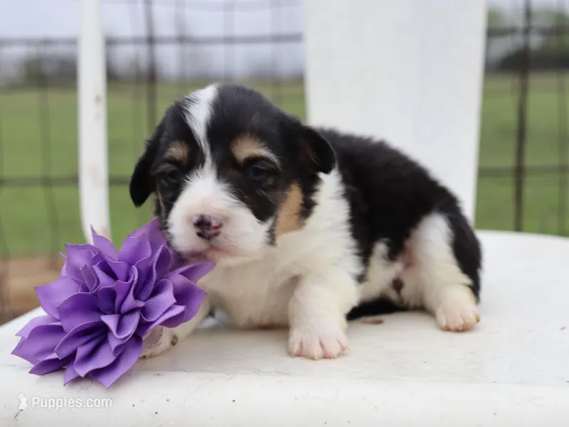 Purple collar FLUFFY female  – Pembroke Welsh Corgi puppy for sale in Mabank, TX