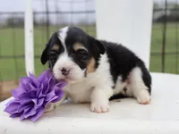 Purple collar FLUFFY female , a female Pembroke Welsh Corgi for sale in Mabank, TX – Photo 1 of 5