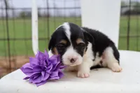 Purple collar FLUFFY female , a female Pembroke Welsh Corgi for sale in Mabank, TX – Photo 2 of 5