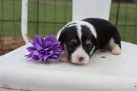 Purple collar FLUFFY female , a female Pembroke Welsh Corgi for sale in Mabank, TX – Photo 3 of 5