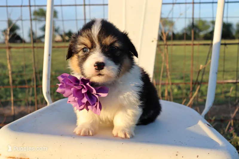 Purple collar FLUFFY female  – Pembroke Welsh Corgi puppy for sale in Mabank, TX