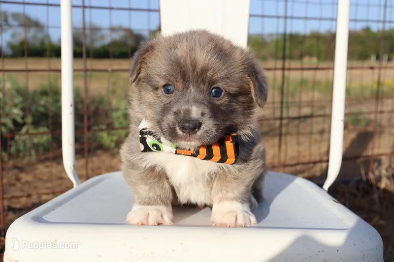 Green Collar Male  – Pembroke Welsh Corgi puppy for sale in Mabank, TX