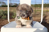 Green Collar Male , a male Pembroke Welsh Corgi for sale in Mabank, TX – 1 of 3