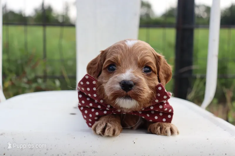 Maroon Collar Male – Cavapoo puppy for sale in Mabank, TX