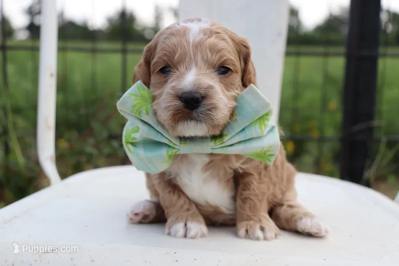 Green Collar Male  – Cavapoo puppy for sale in Mabank, TX
