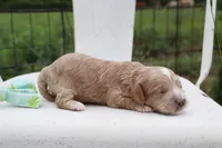 Green Collar Male , a male Cavapoo for sale in Mabank, TX – 2 of 3