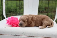 Pink Collar Female , a female Cavapoo for sale in Mabank, TX – 3 of 5