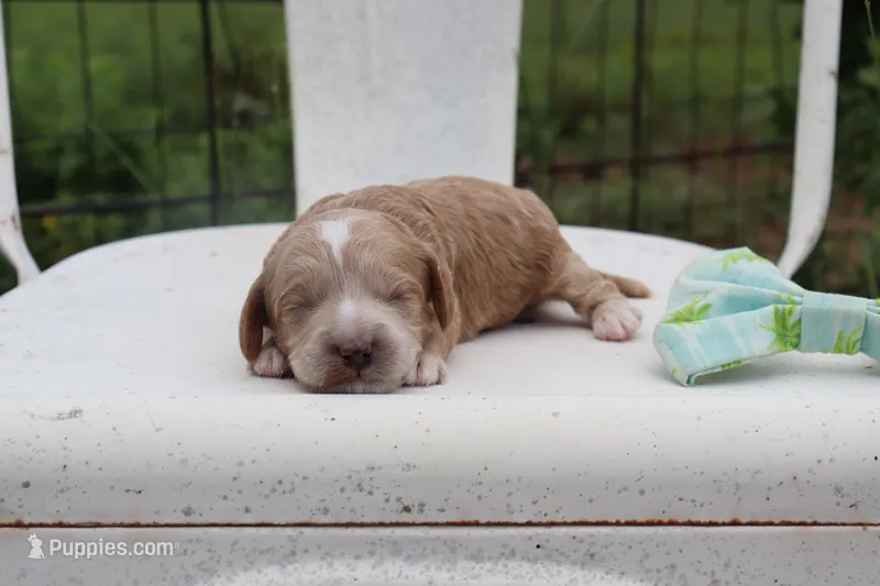 Green Collar Male  – Cavapoo puppy for sale in Mabank, TX