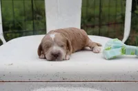 Green Collar Male , a male Cavapoo for sale in Mabank, TX – 1 of 3