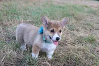 Peaches , a female Pembroke Welsh Corgi for sale in Mabank, TX – 6 of 9