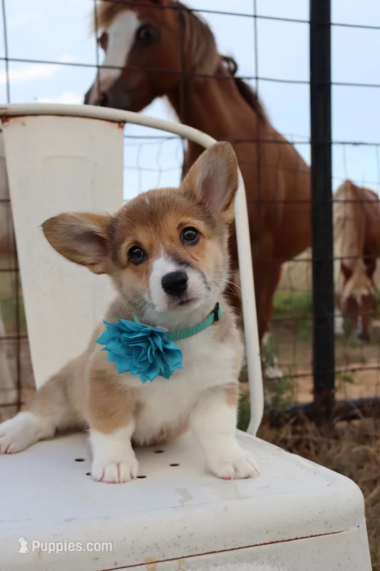 Peaches  – Pembroke Welsh Corgi puppy for sale in Mabank, TX
