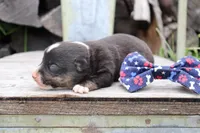 Blue Collar Male, a male Pembroke Welsh Corgi for sale in Mabank, TX – 4 of 6