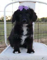 Gracie, a female Pembroke Welsh Corgi and Poodle - Toy  for sale in Mabank, TX – Photo 2 of 5